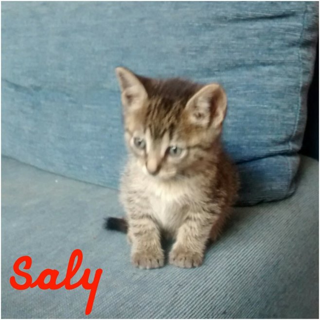 Saly
